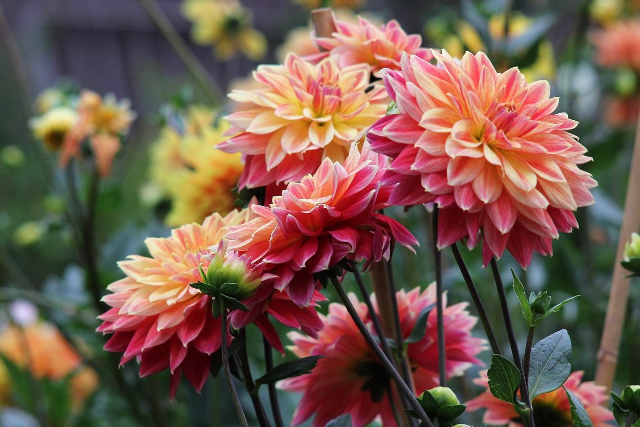 Георгины на морозе