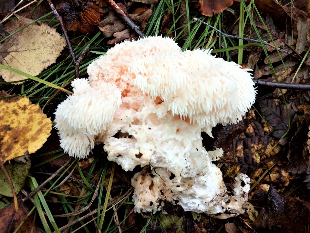 Гриб ежовик Дьявольский