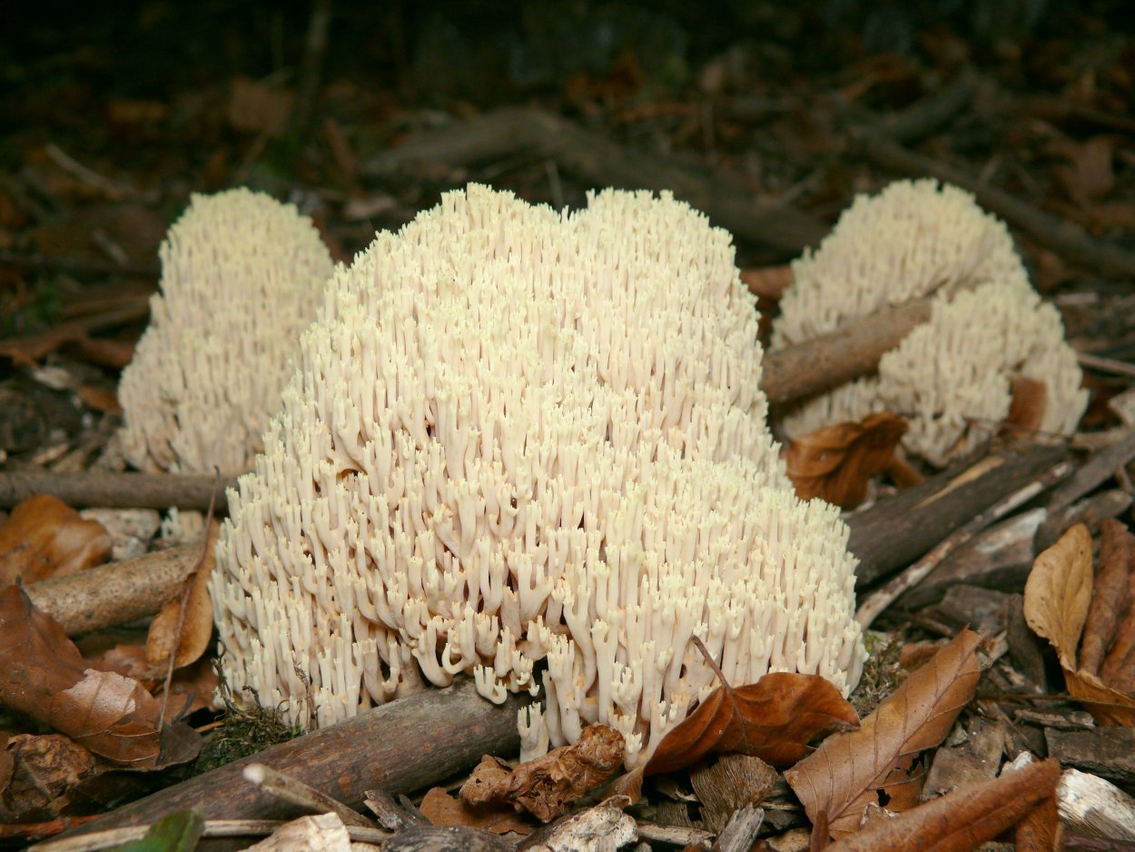 Рогатик прямой (Ramaria stricta).