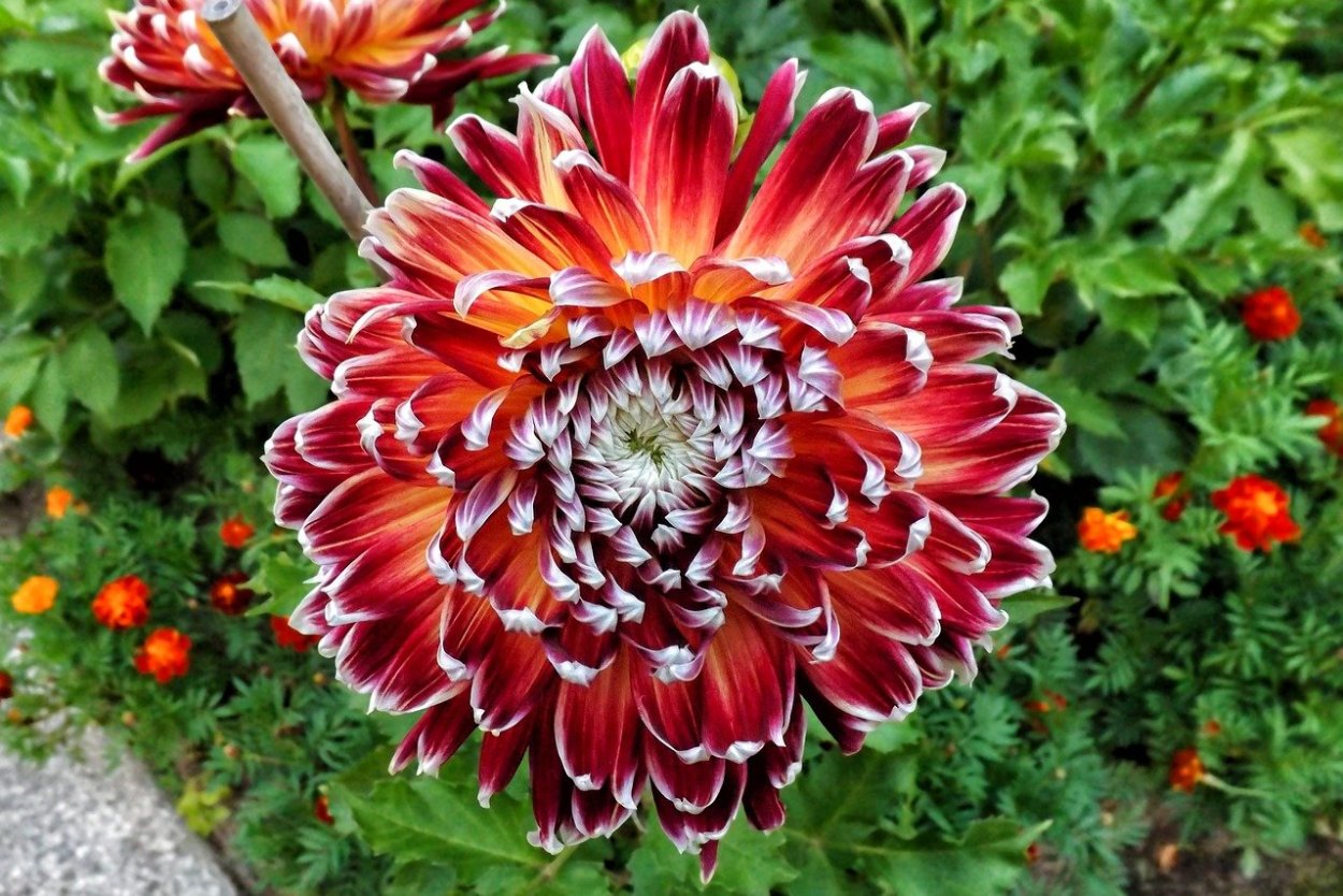 Георгин Гладиатор