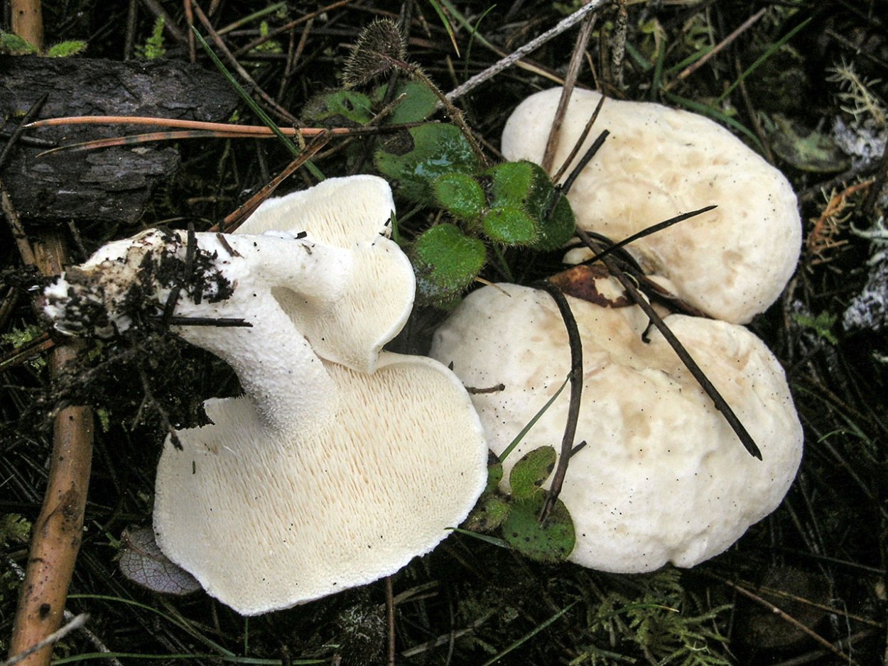 Hydnum repandum
