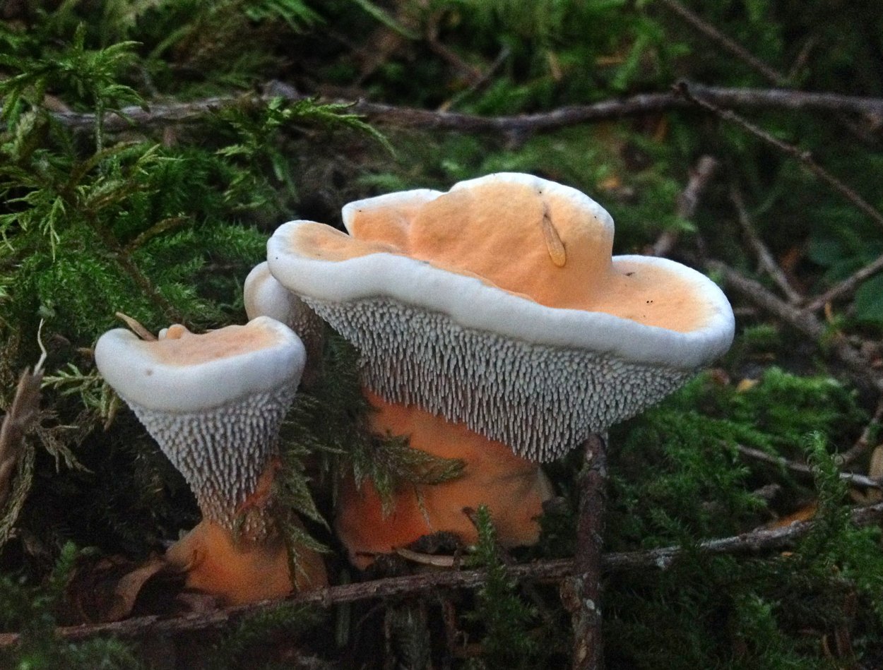 Гриб Hydnellum aurantiacum