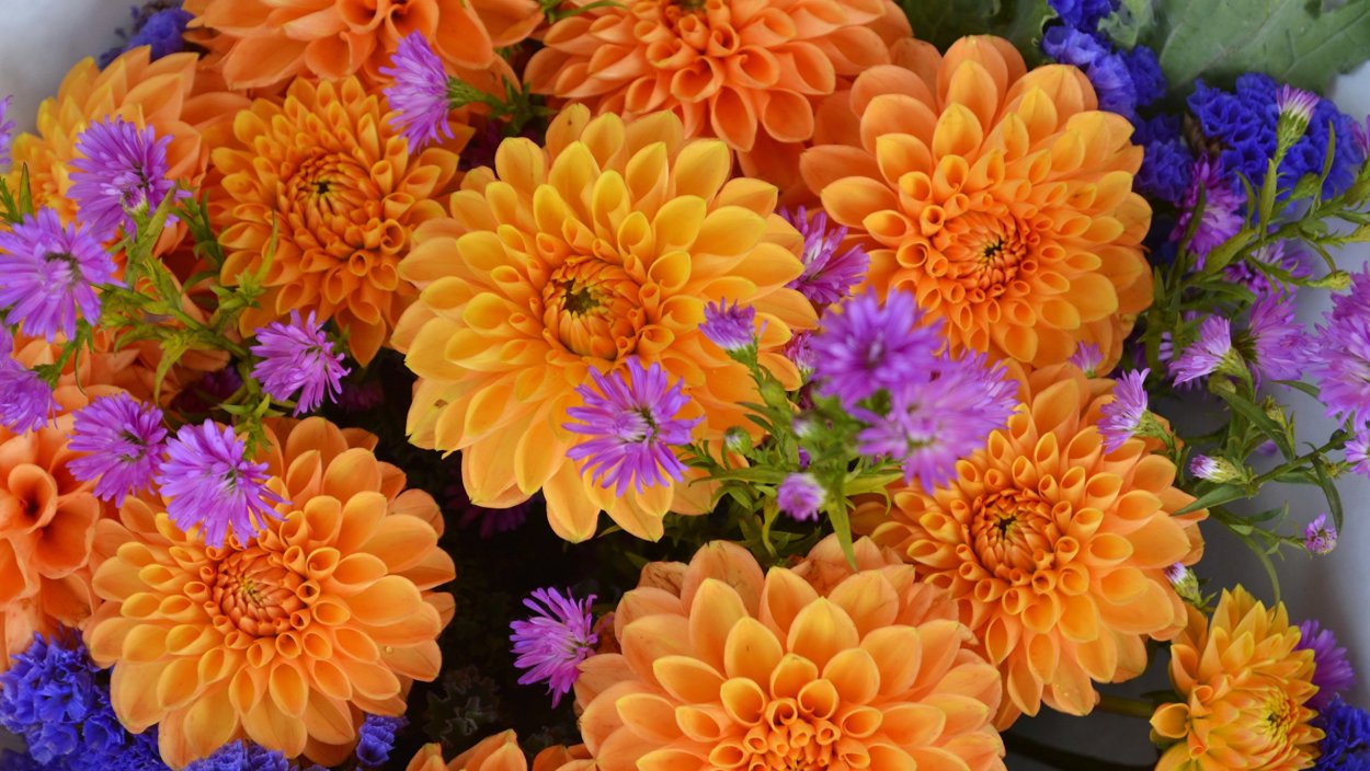 Осенний букет георгины