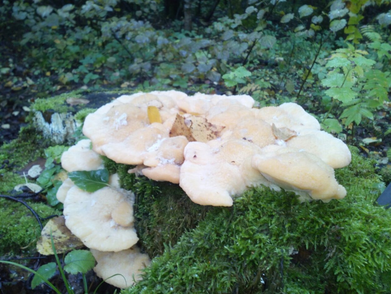 Вешенка оранжевая Лесная