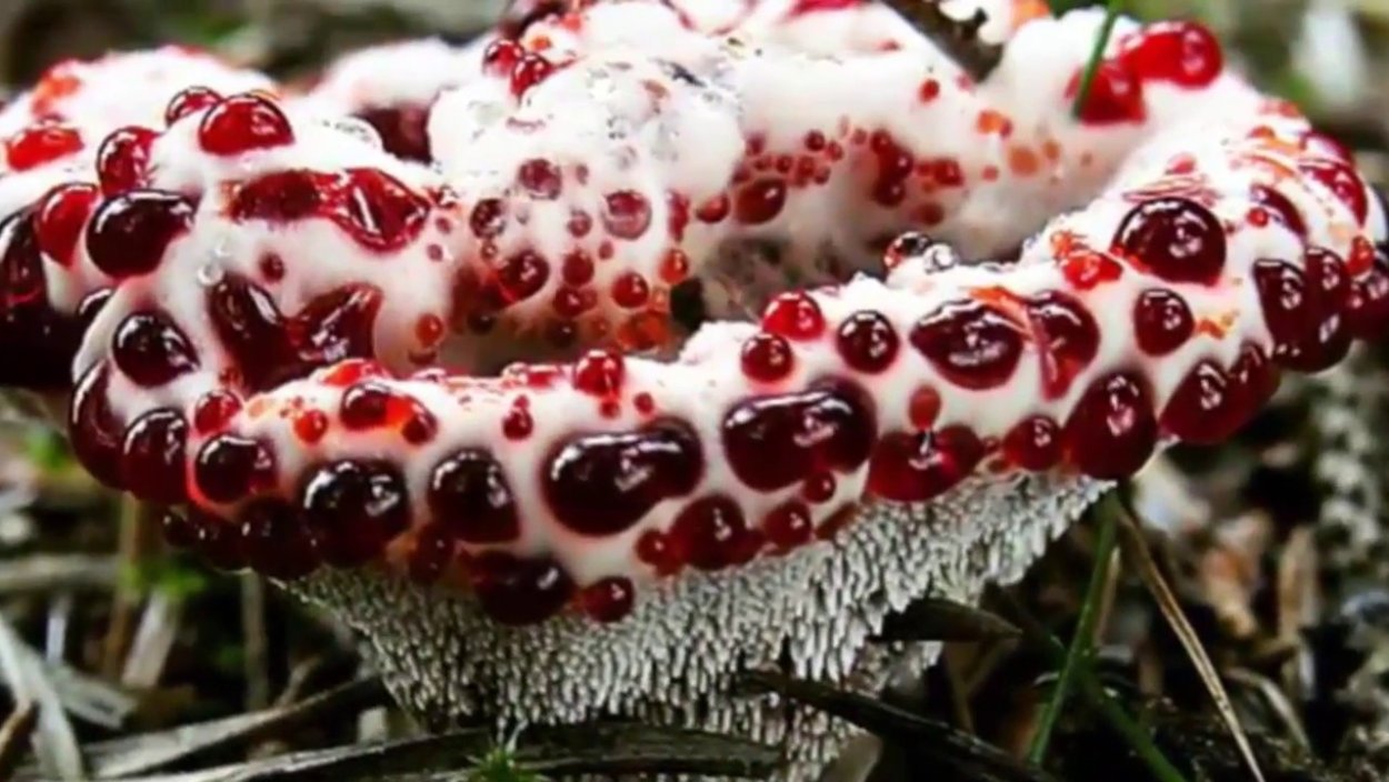 Ядовитые грибы Гиднеллум