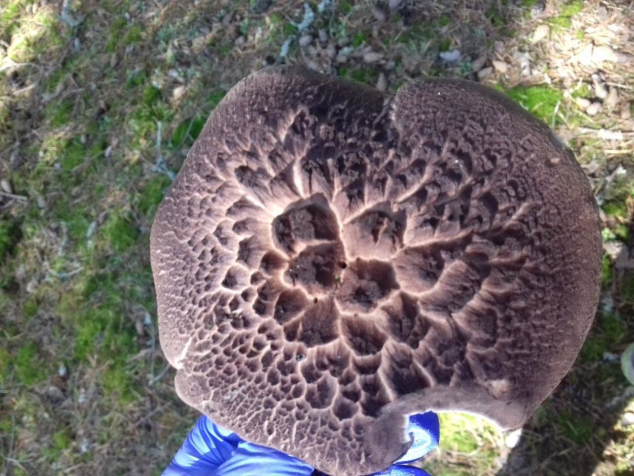 Ежовик гриб обыкновенный