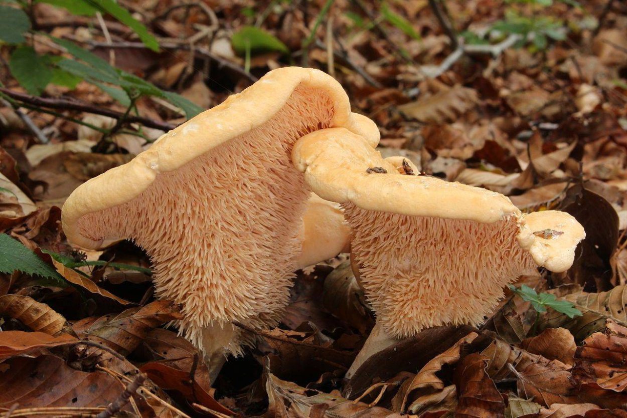 Гриб ежовик выемчатый