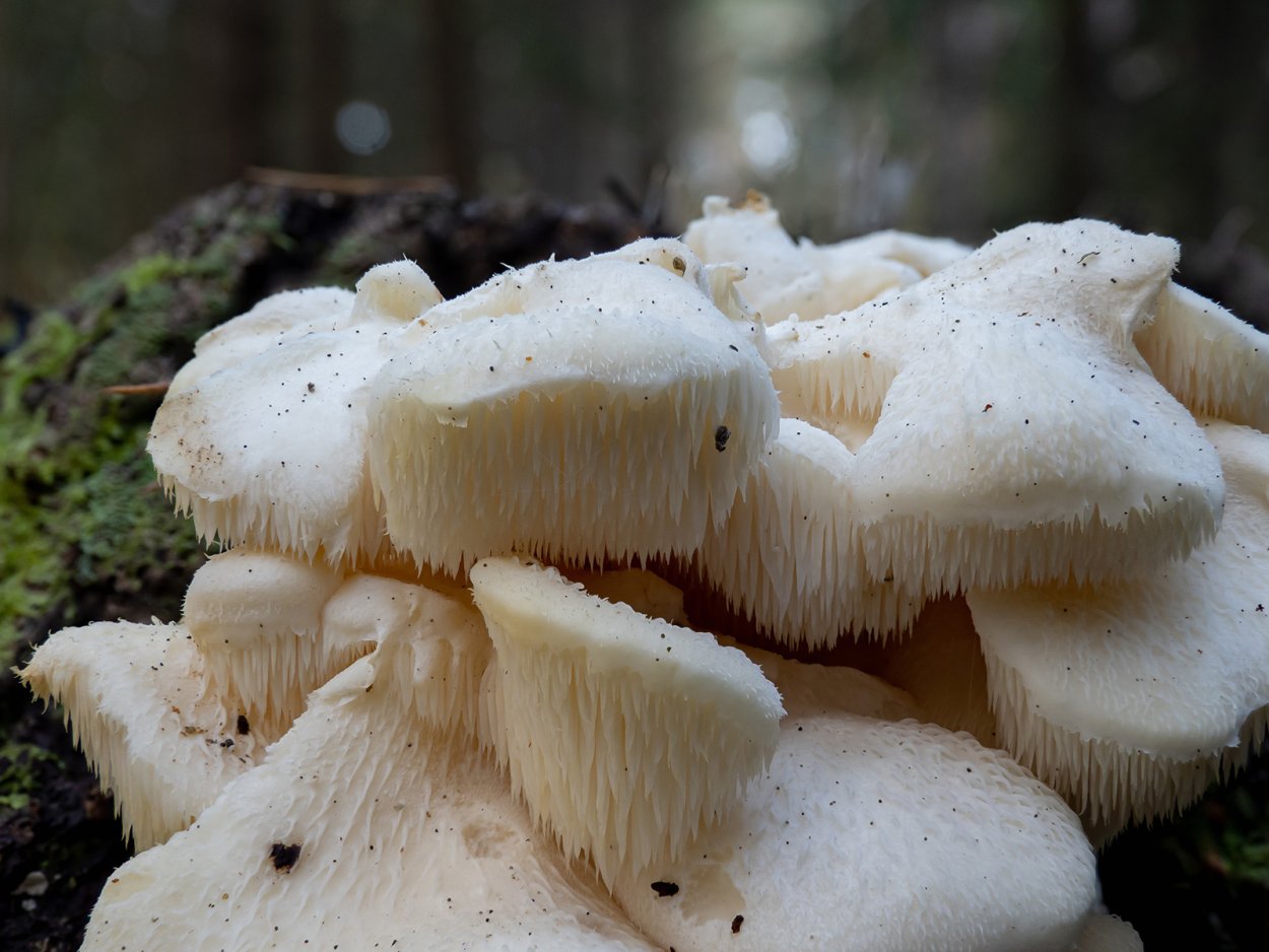 Ежовик гребенчатый Hericium Erinaceus