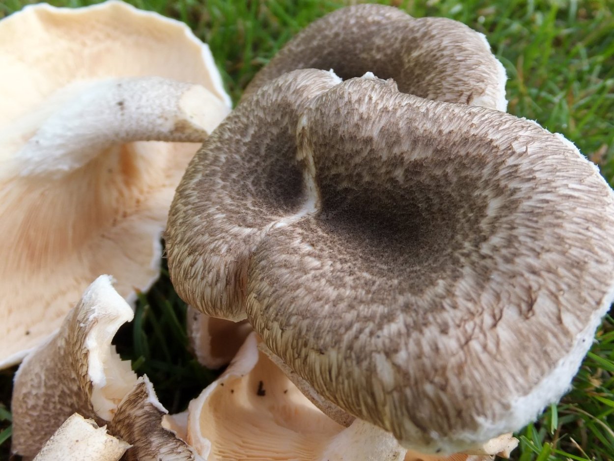 Пилолистник тигровый Lentinus tigrinus