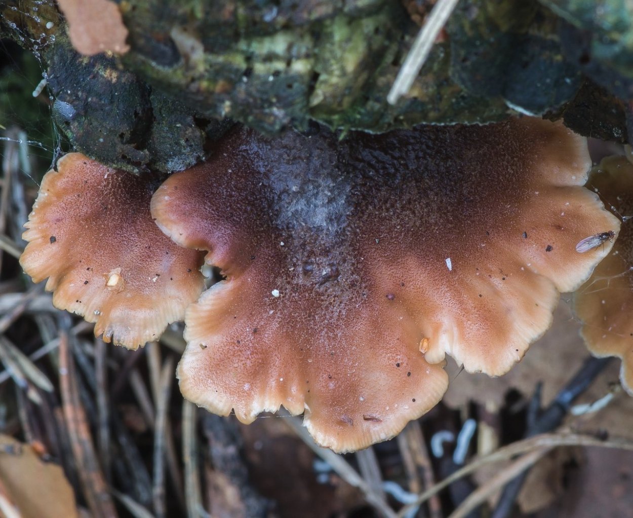Пилолистничек Медвежий Lentinellus