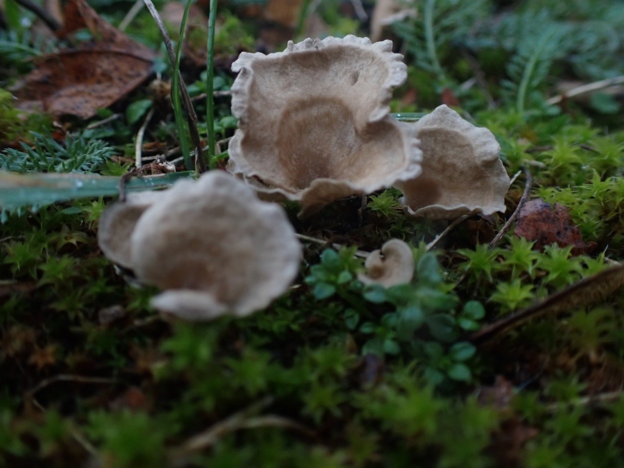 Ежевик гриб Архыз