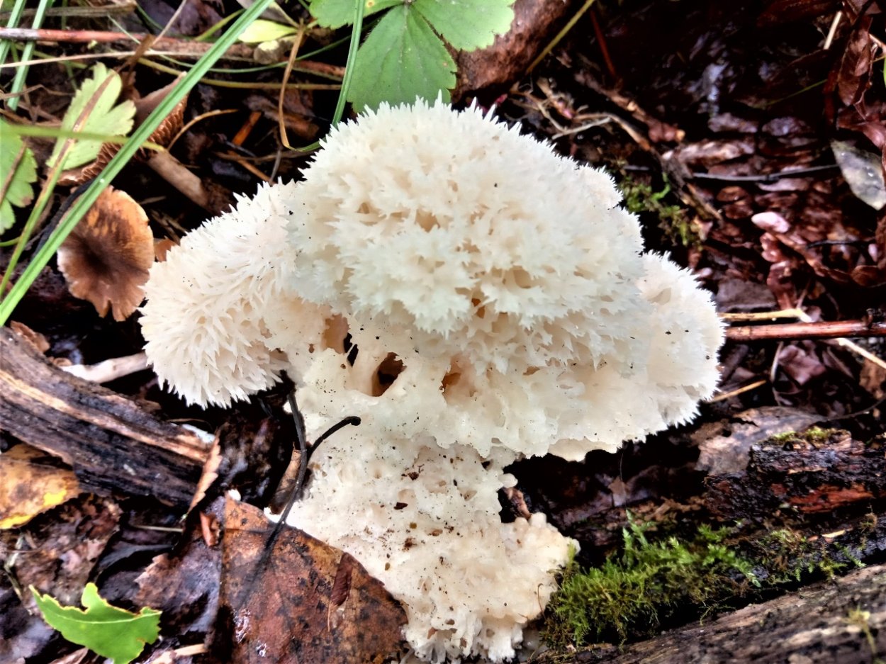 Гриб ежовик Дьявольский