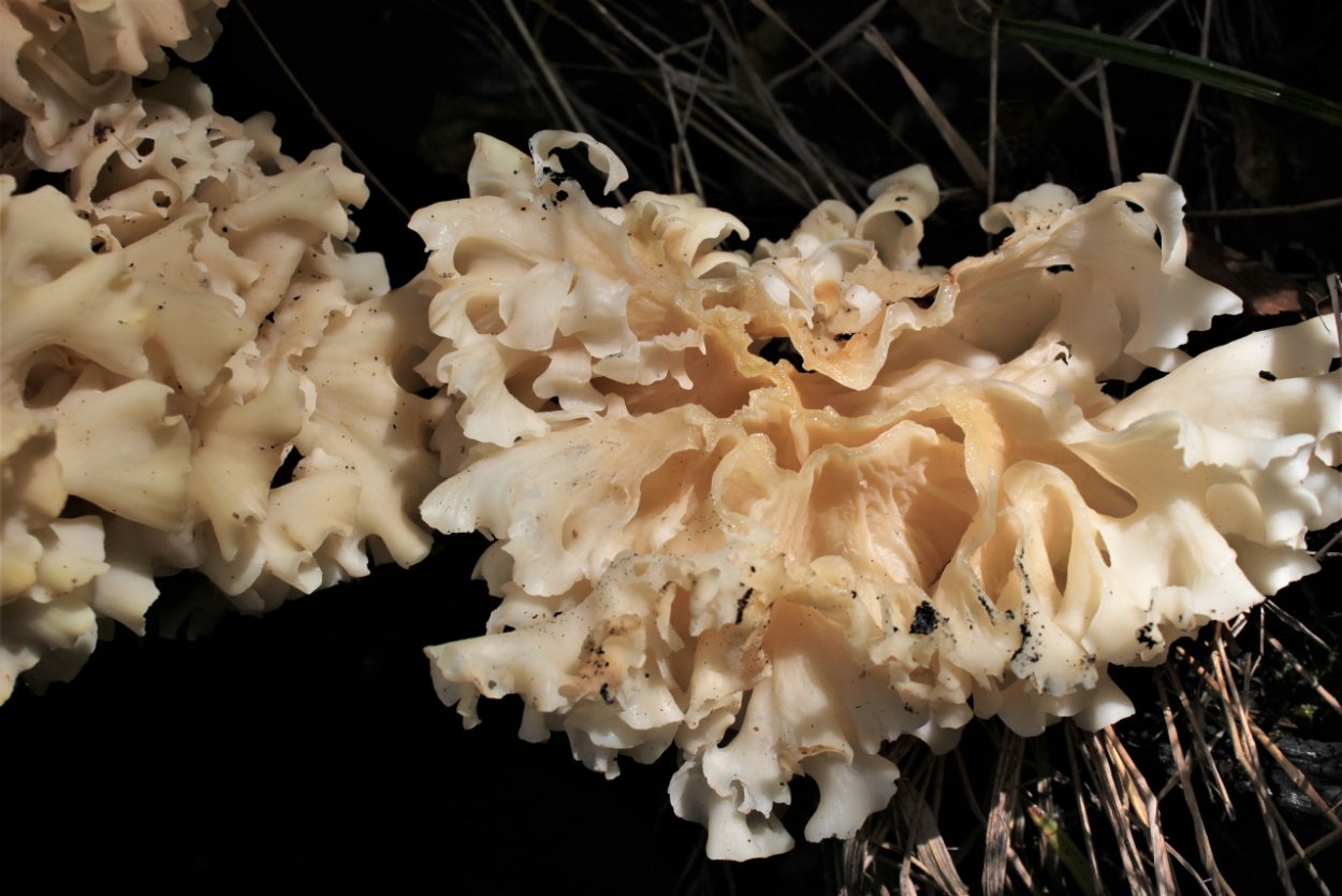 Sparassis crispa грибы