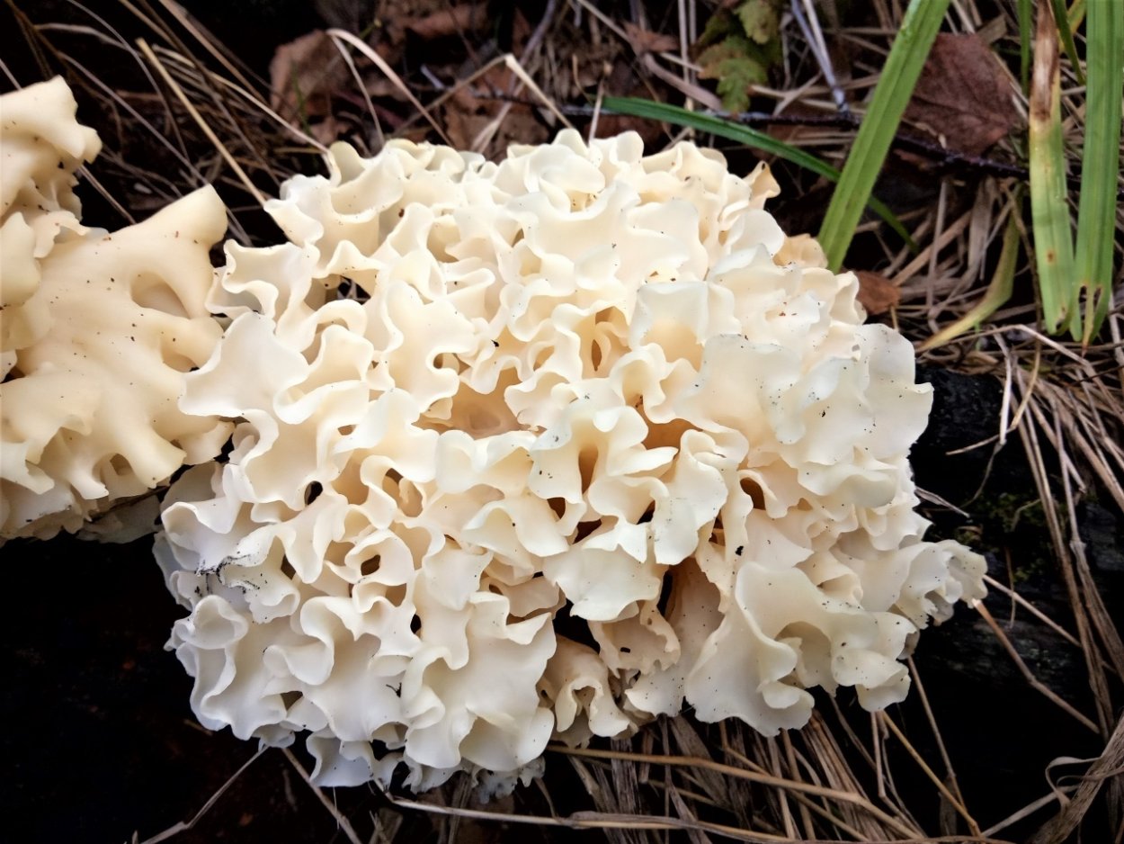 Гриб спарассис курчавый