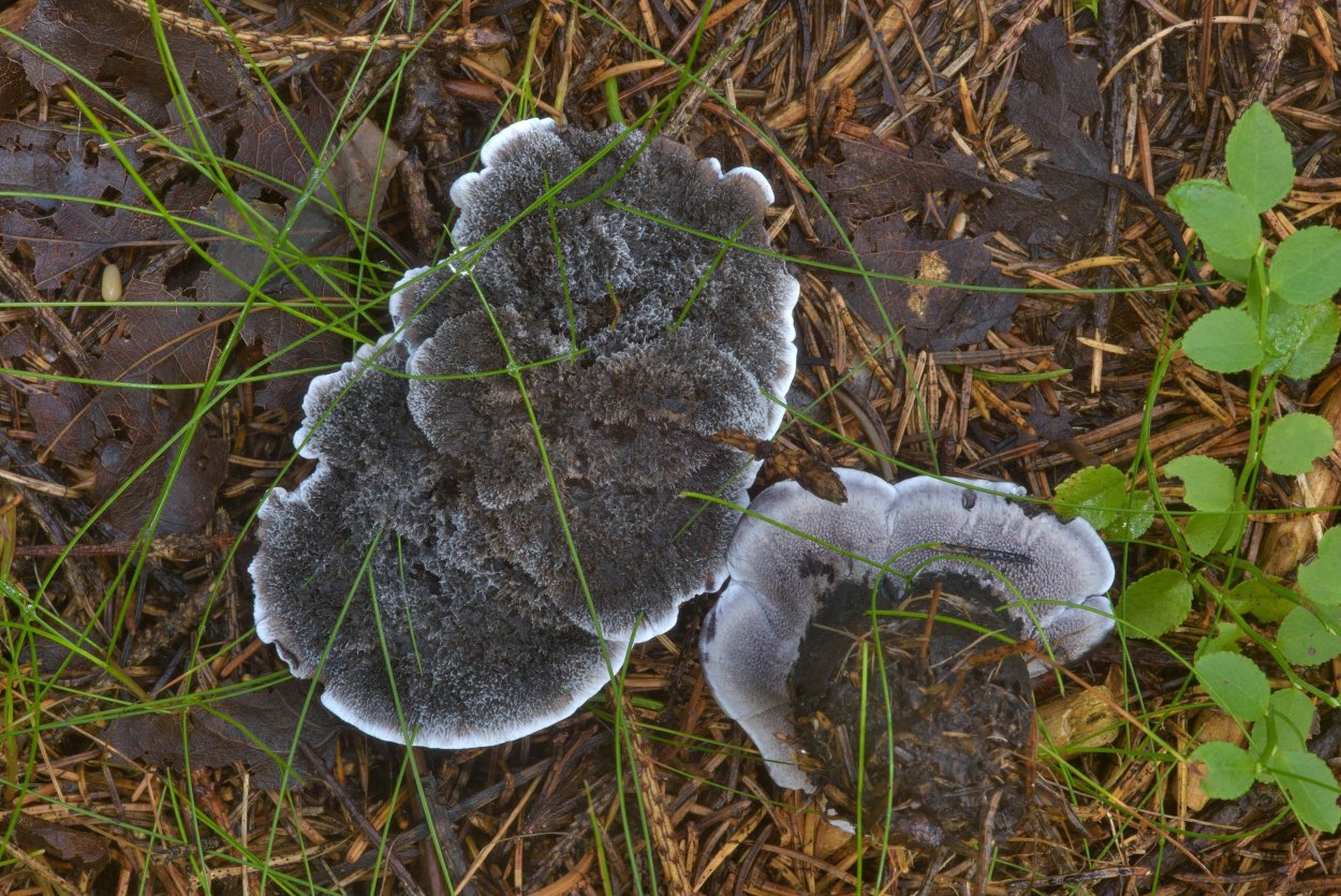 Феллодон чёрный