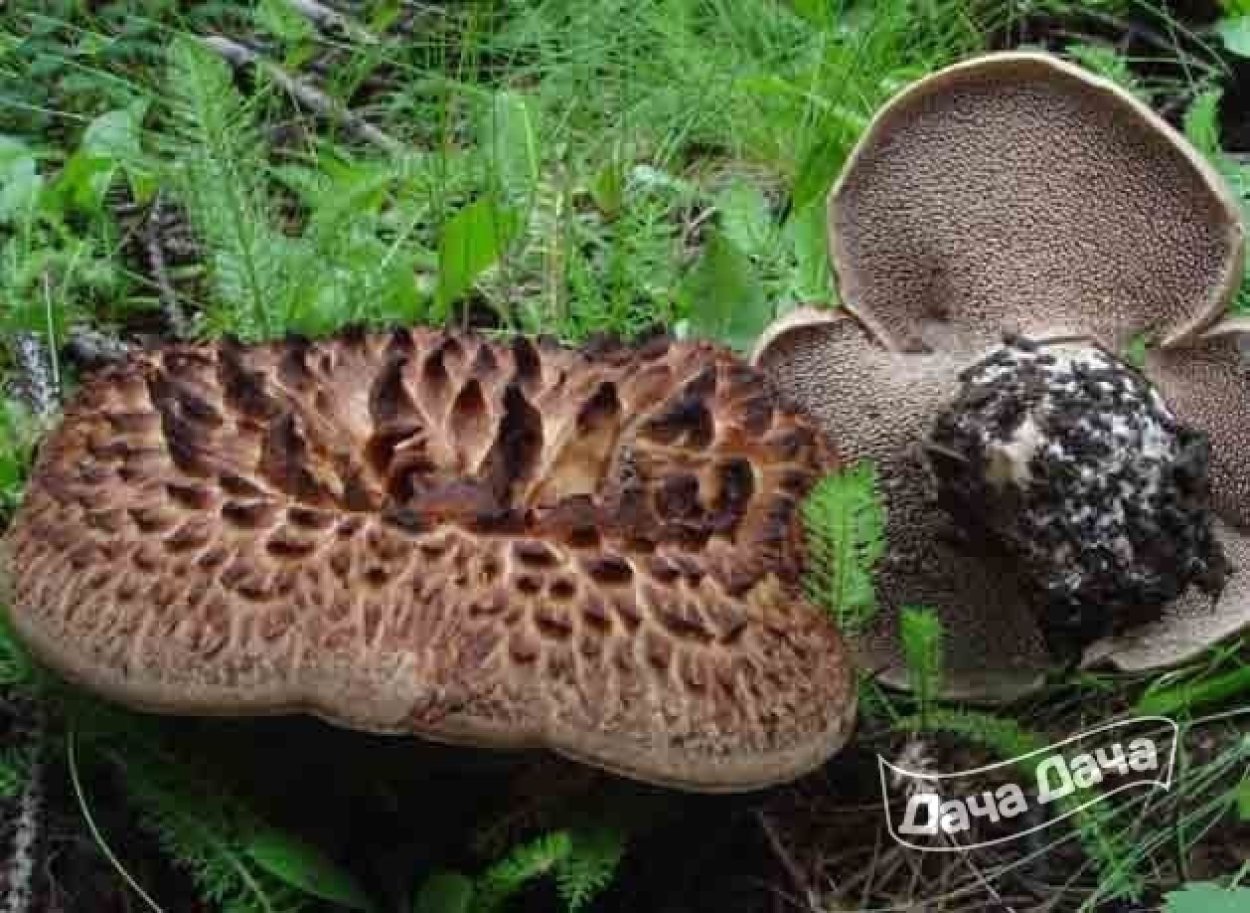 Ежовик черепитчатый