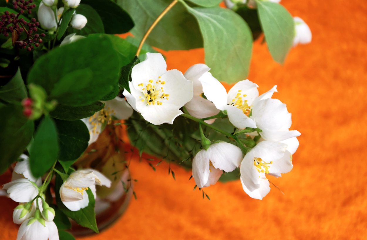 Жасмин цветок букет