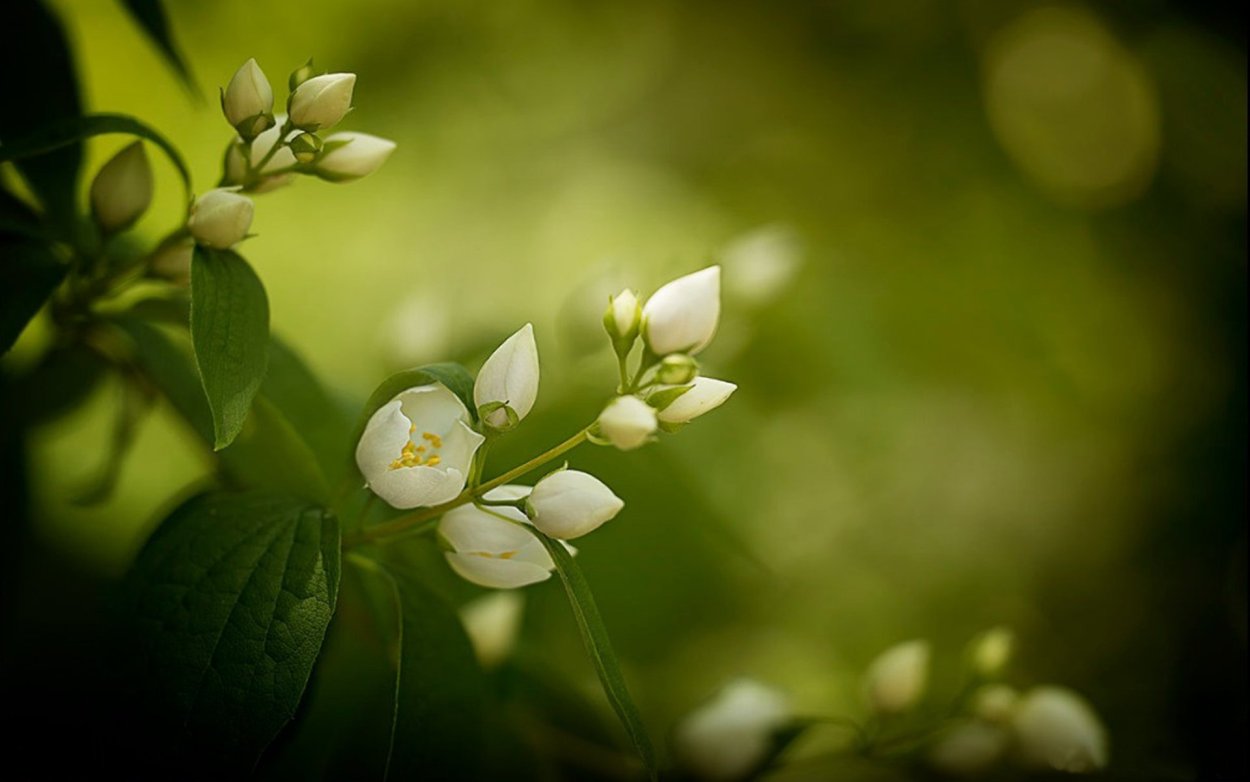 Жасмин зелень