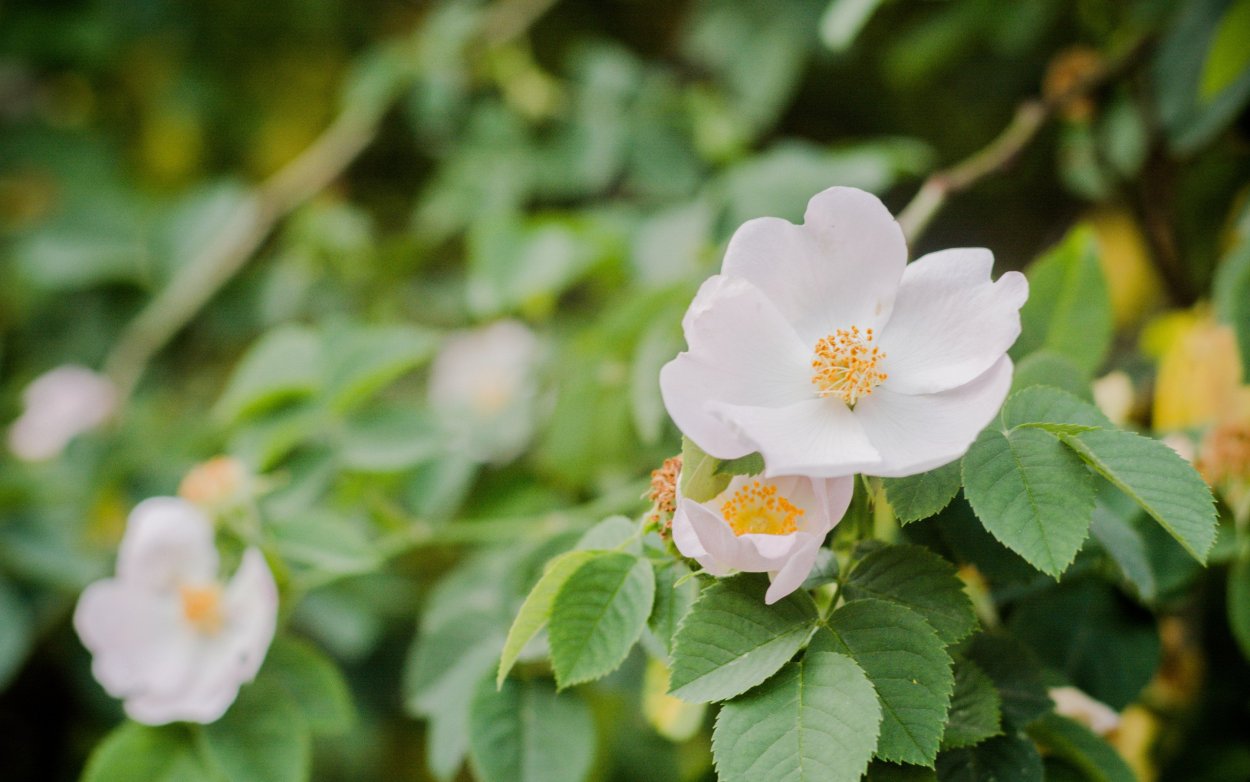 Жасмин дарахти