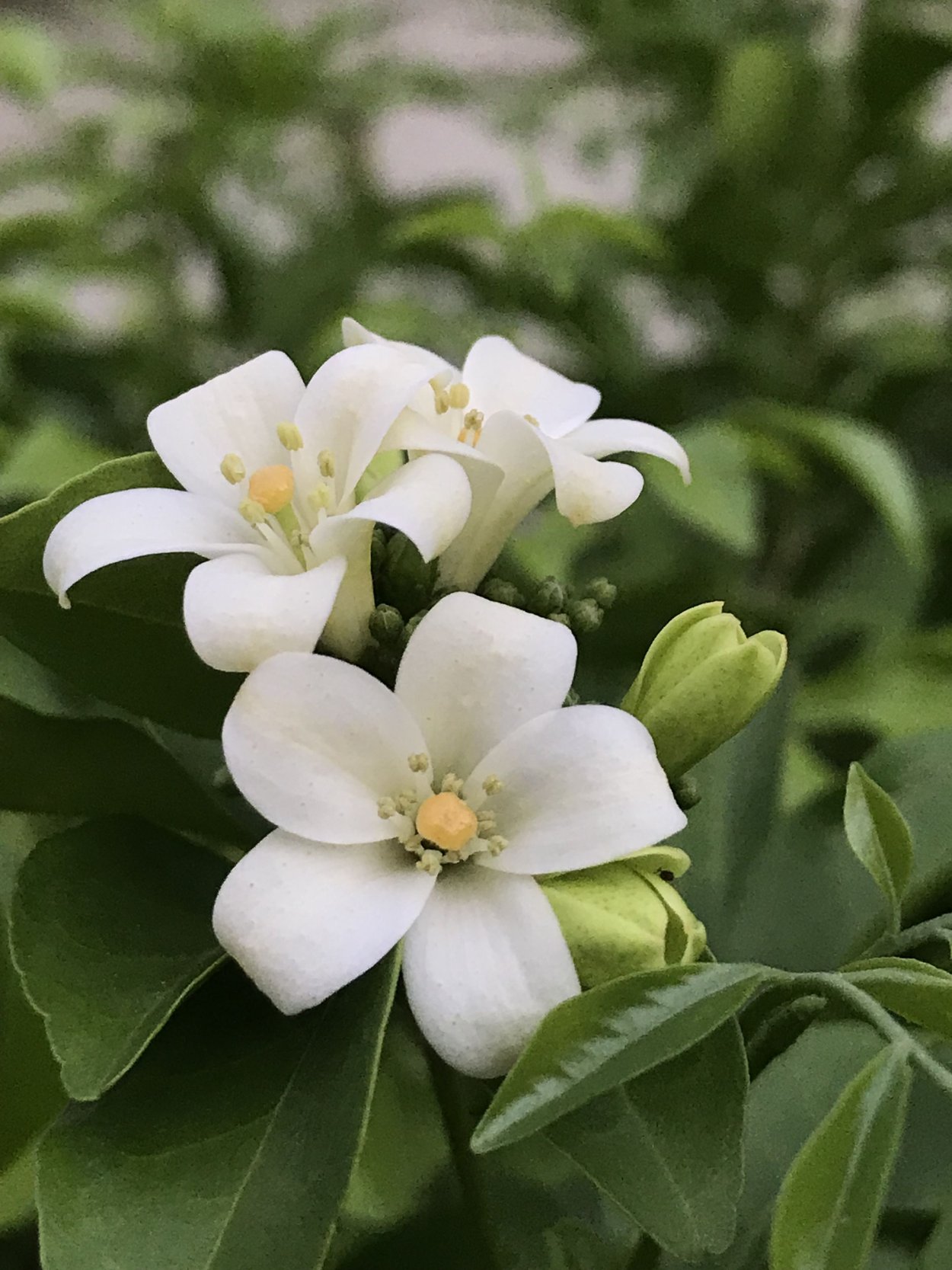 Оранжевый Жасмин растения