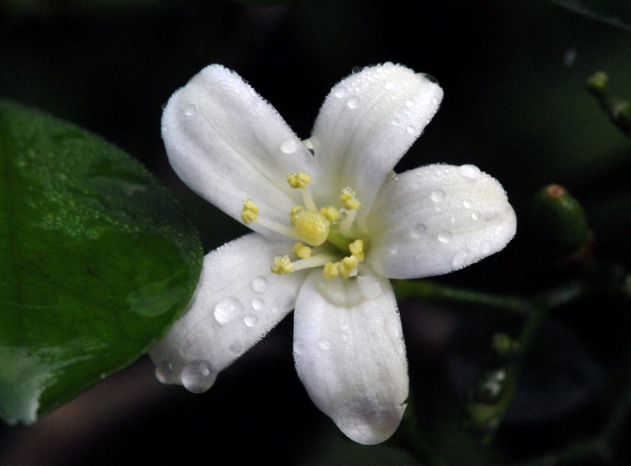 Жасмин цветок Гули
