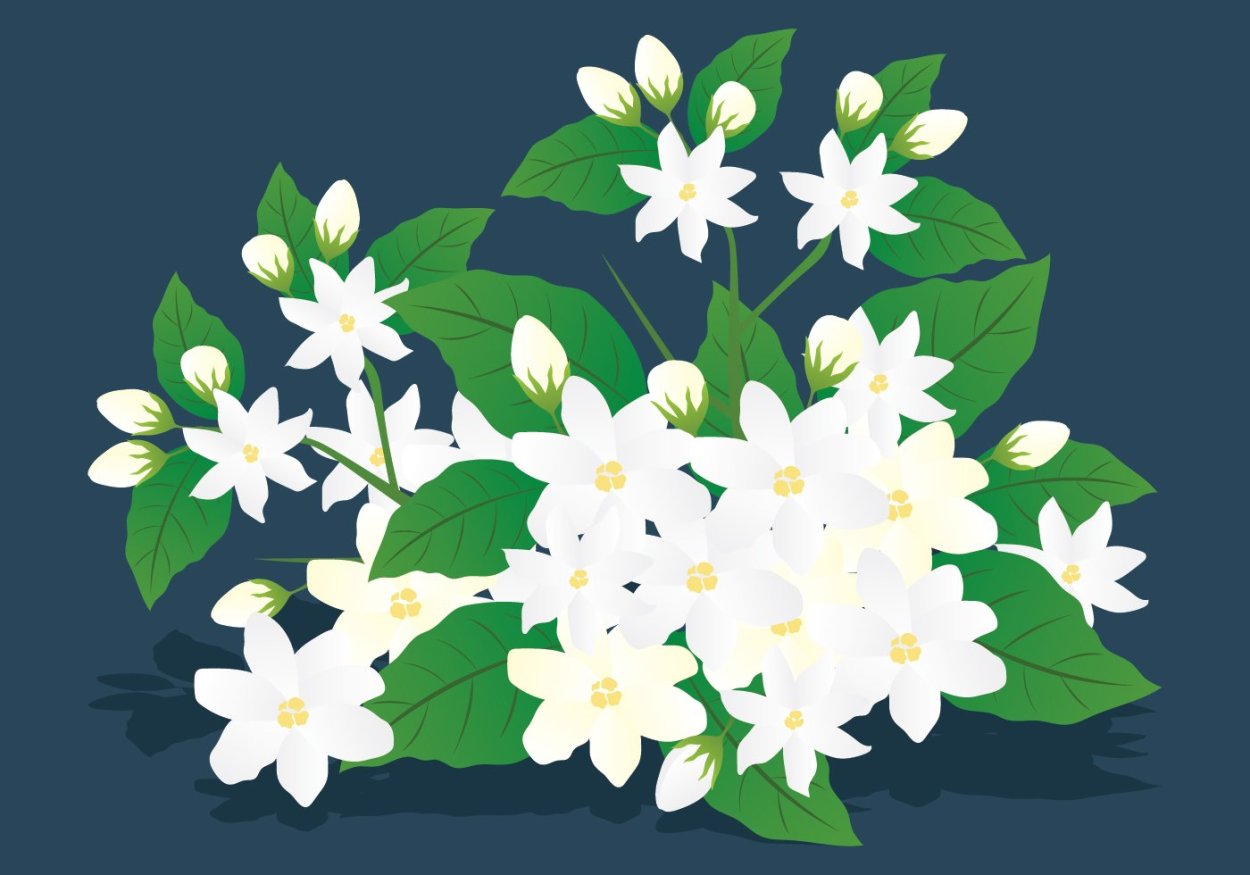 Жасмин растение вектор