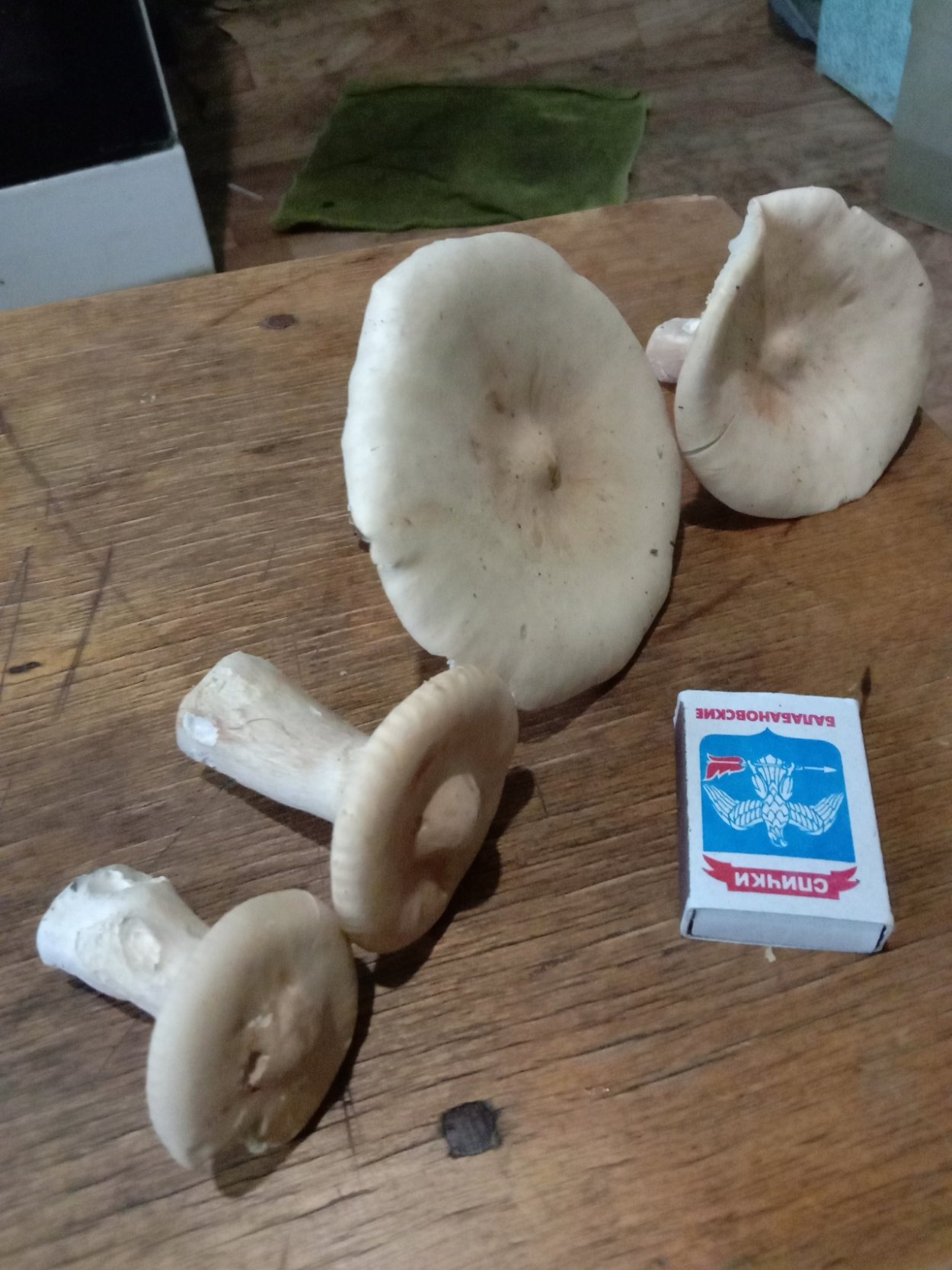 Краснушка гриб в Краснодарском крае