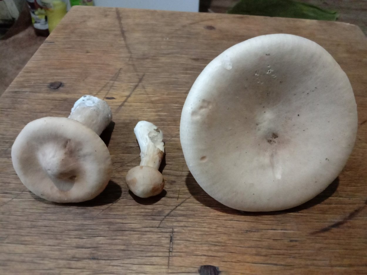 Мухоморы в Краснодарском крае