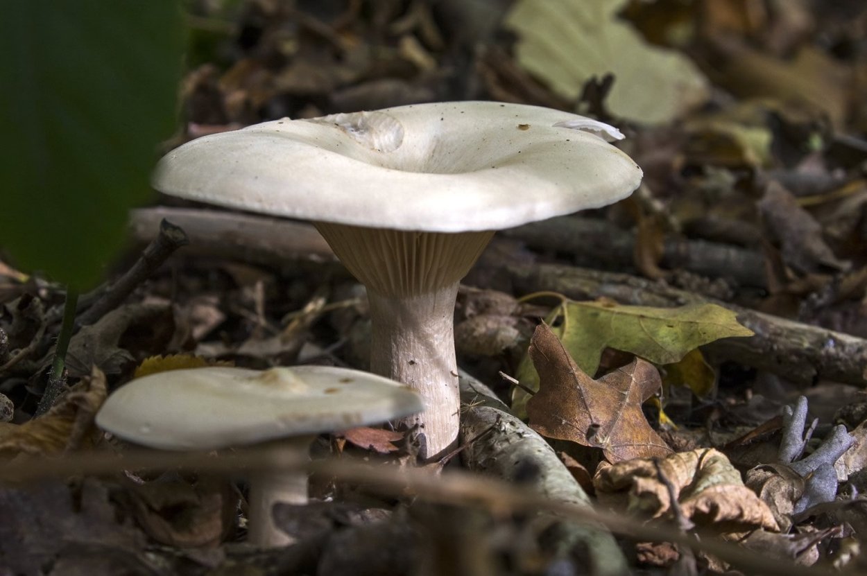 Говорушка ворончатая белая