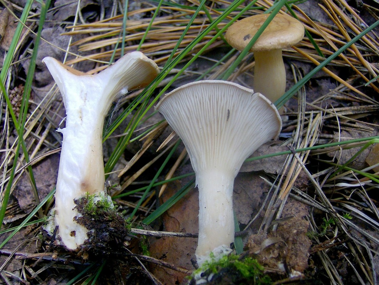 Говорушка подогнутая Infundibulicybe geotropa