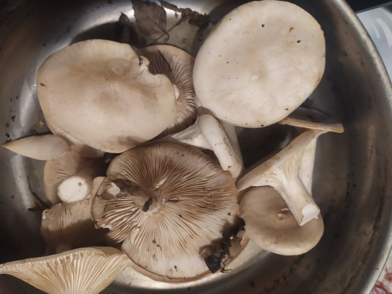 Говорушка дымчатая