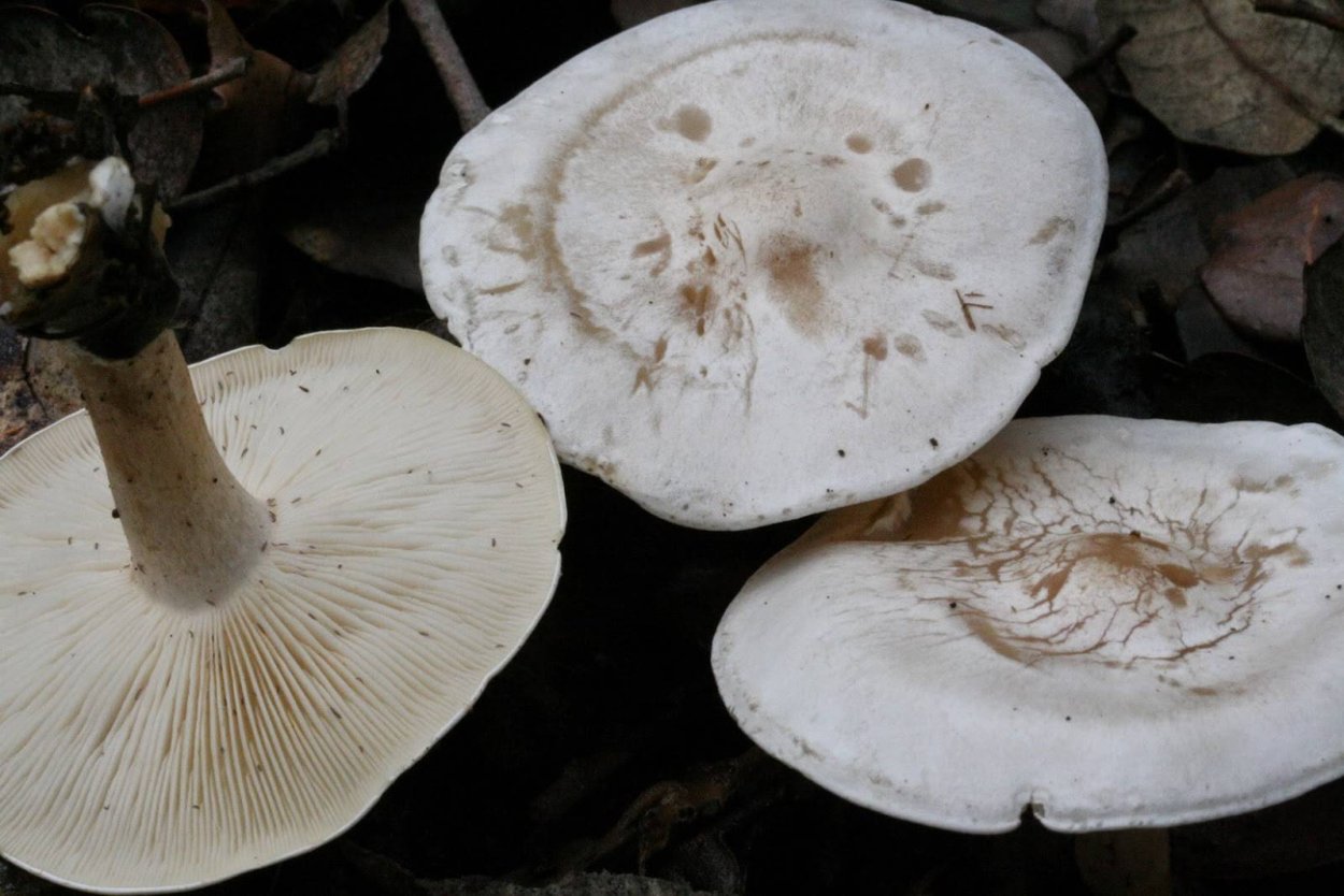 Говорушка налиственная