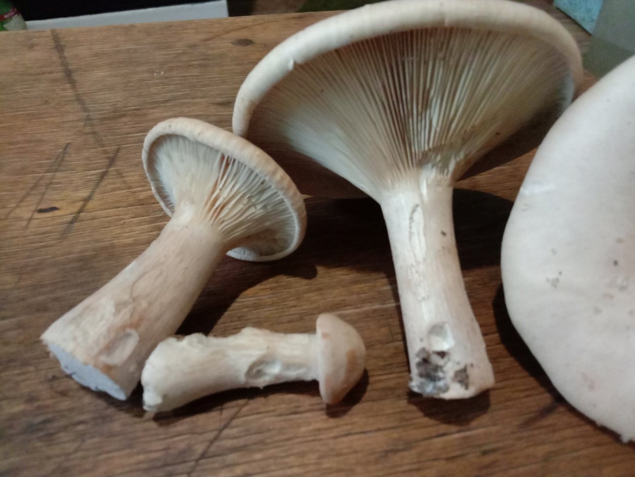 Мухоморы в Краснодарском крае