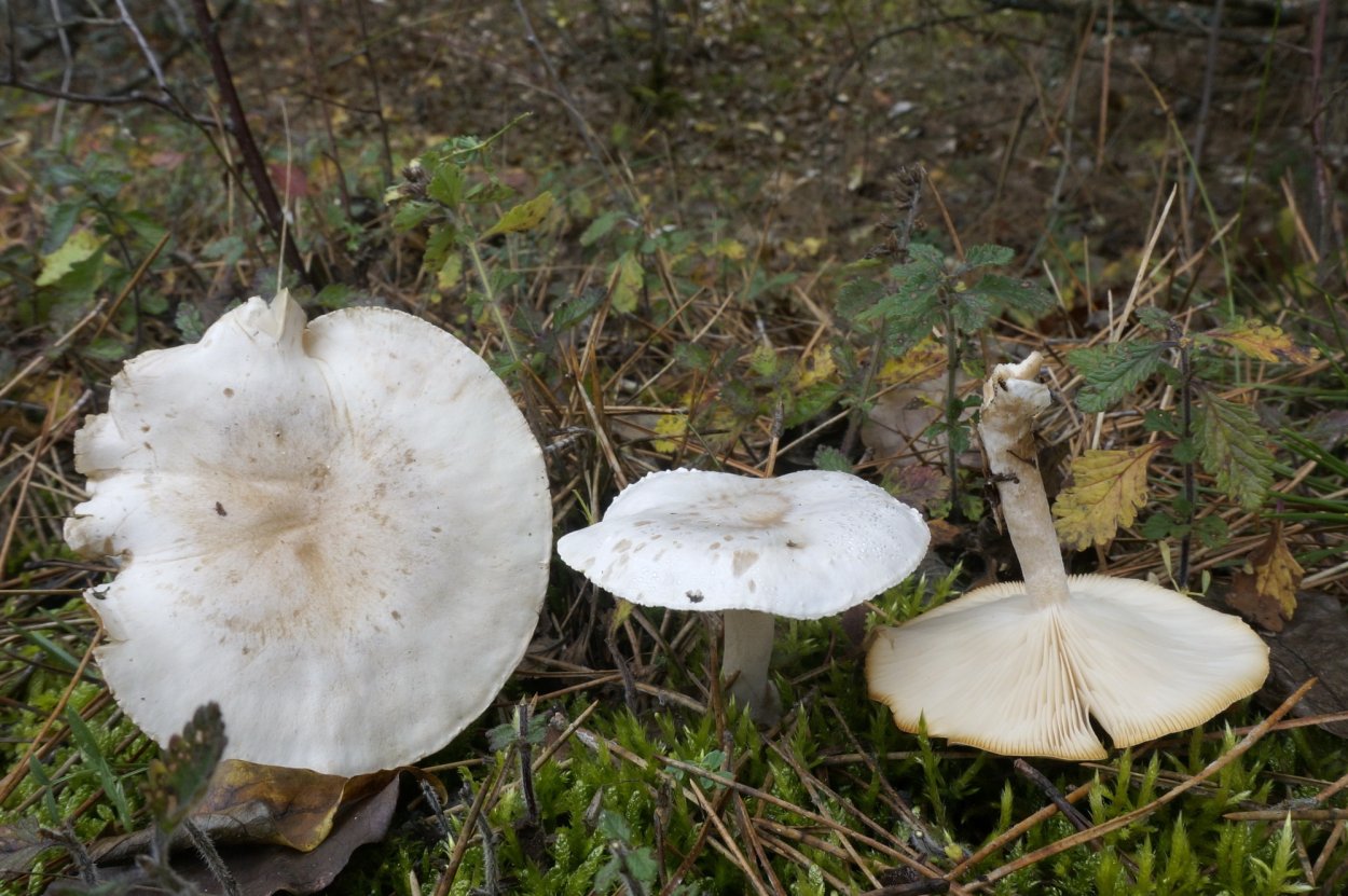 Говорушка восковатая фото черно-белое