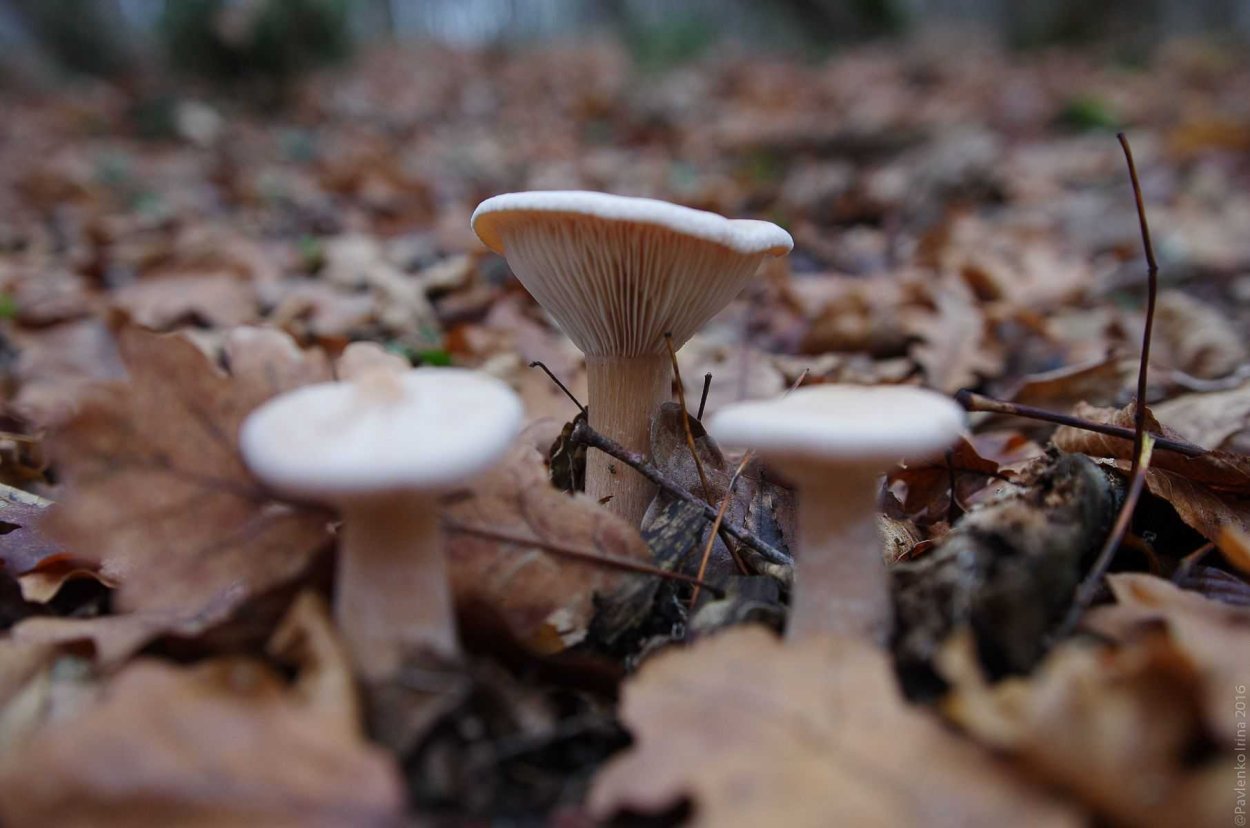 Говорушка подогнутая (Clitocybe geotropa)