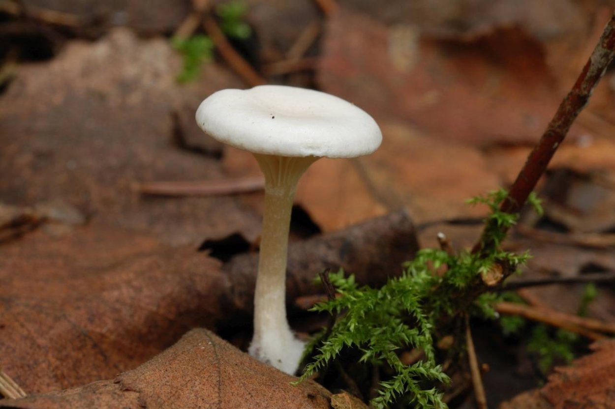 Говорушка белёсая Clitocybe candicans