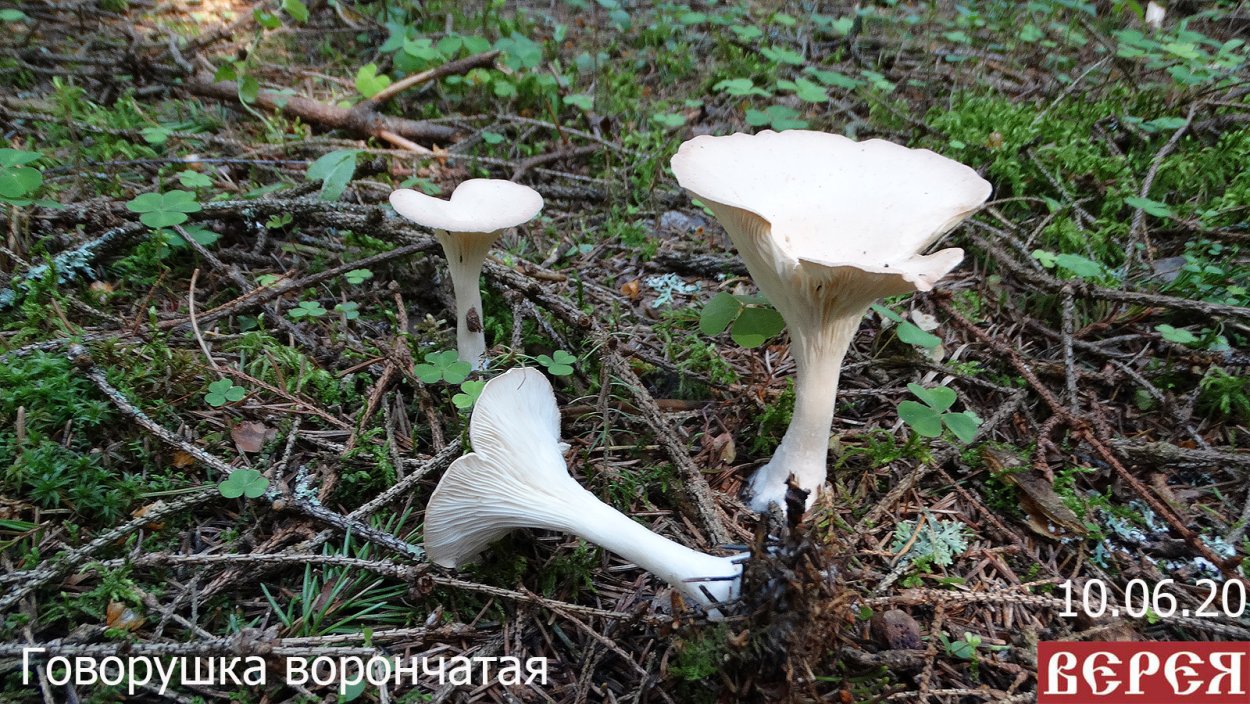 Говорушка ворончатая белая