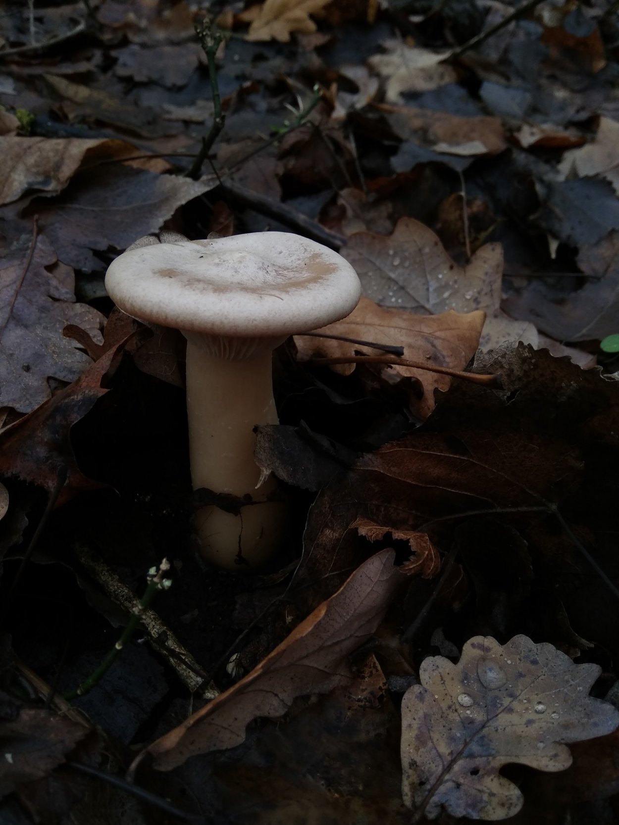 Говорушка подогнутая гриб