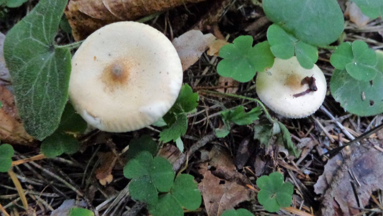 Говорушка подогнутая Infundibulicybe geotropa