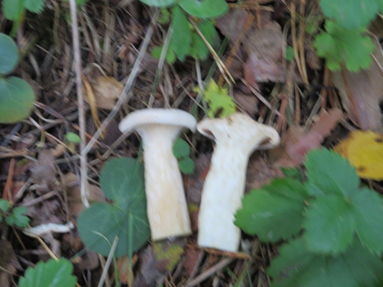 Гриб козлятник фиолетовый