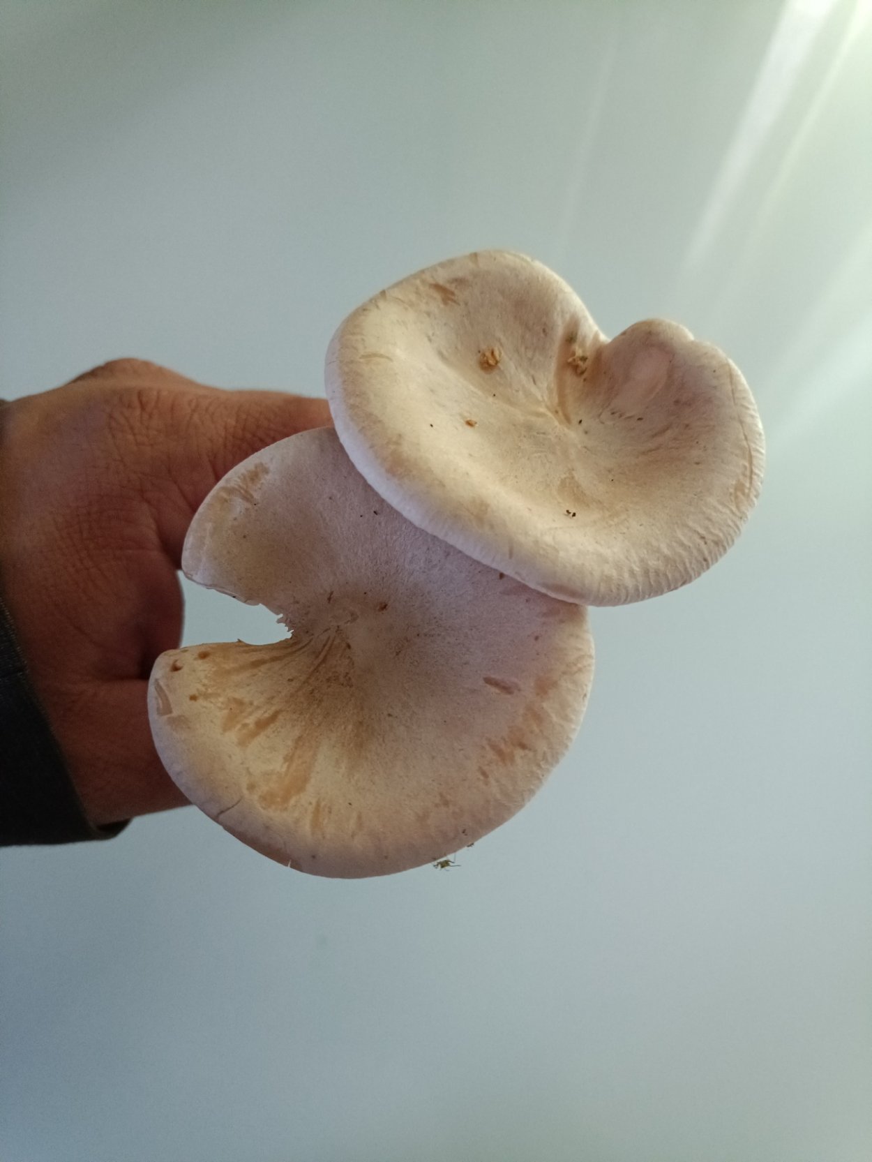 Курские грибы туляки