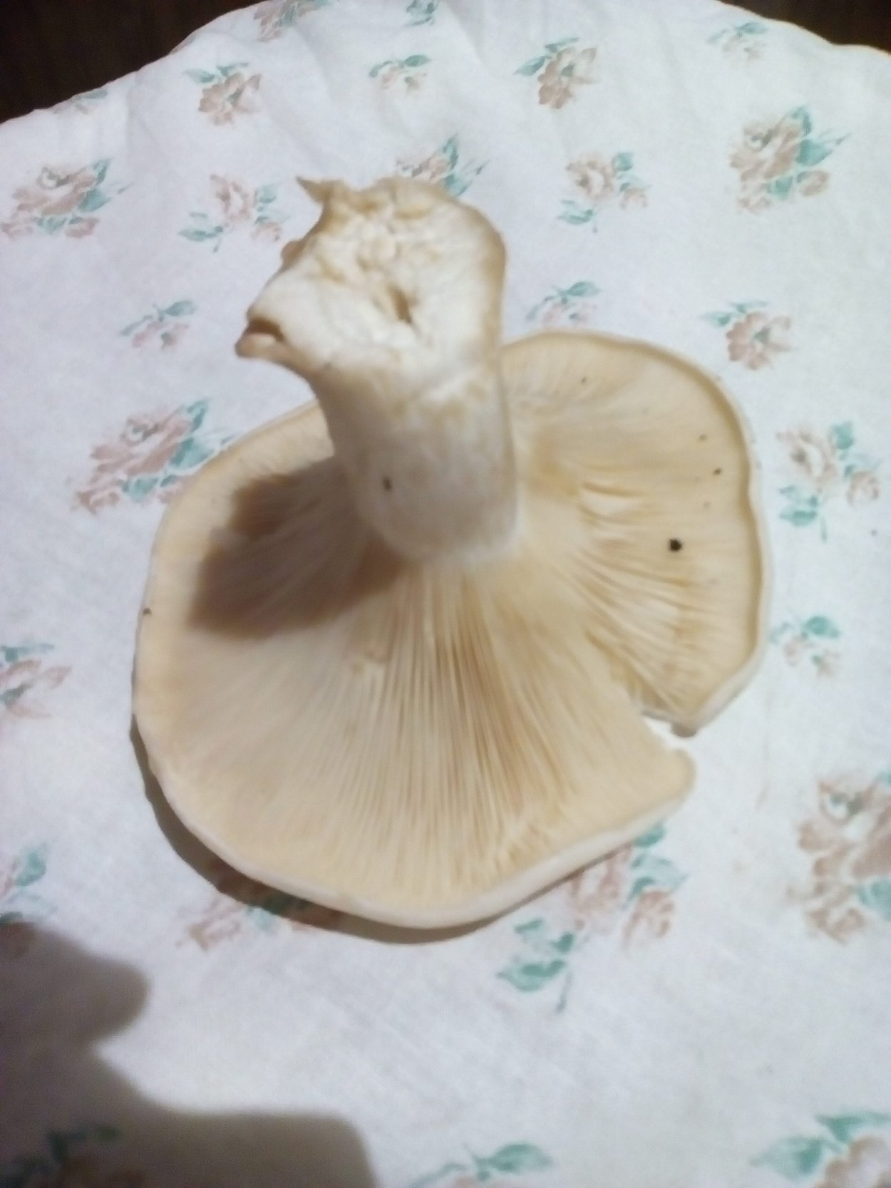 Съедобные грибы Самарской области