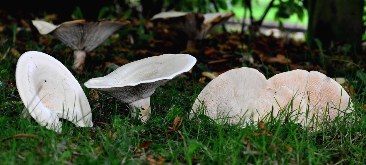 Говорушка белая гигантская