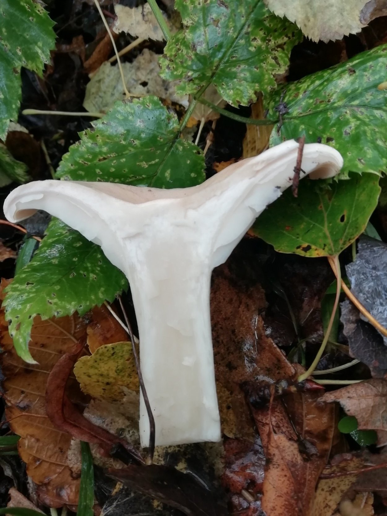 Говорушка подогнутая (Clitocybe geotropa)