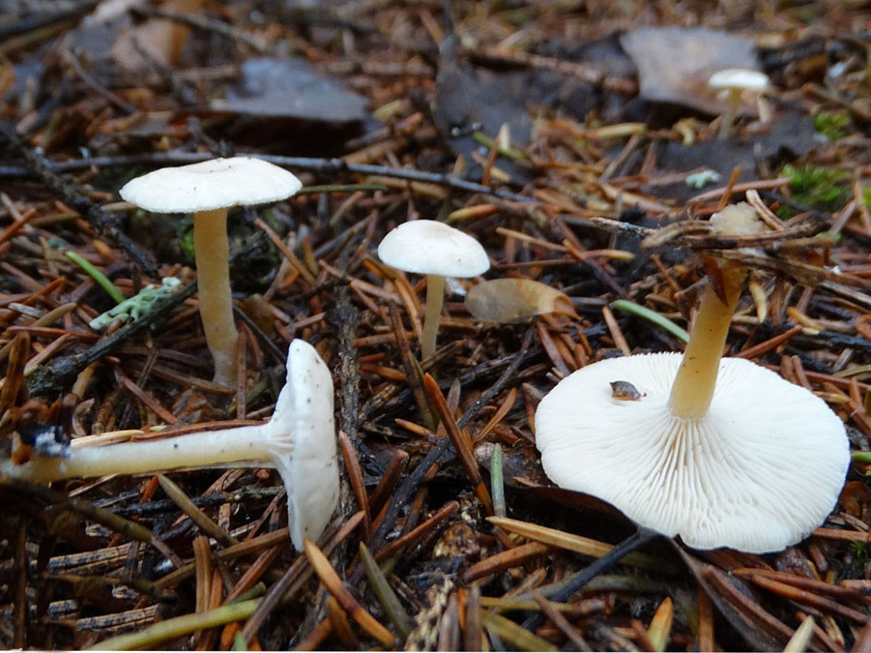 Говорушка беловатая