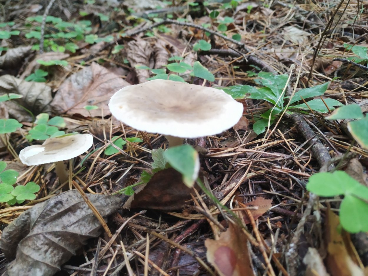 Говорушка лиловоногая