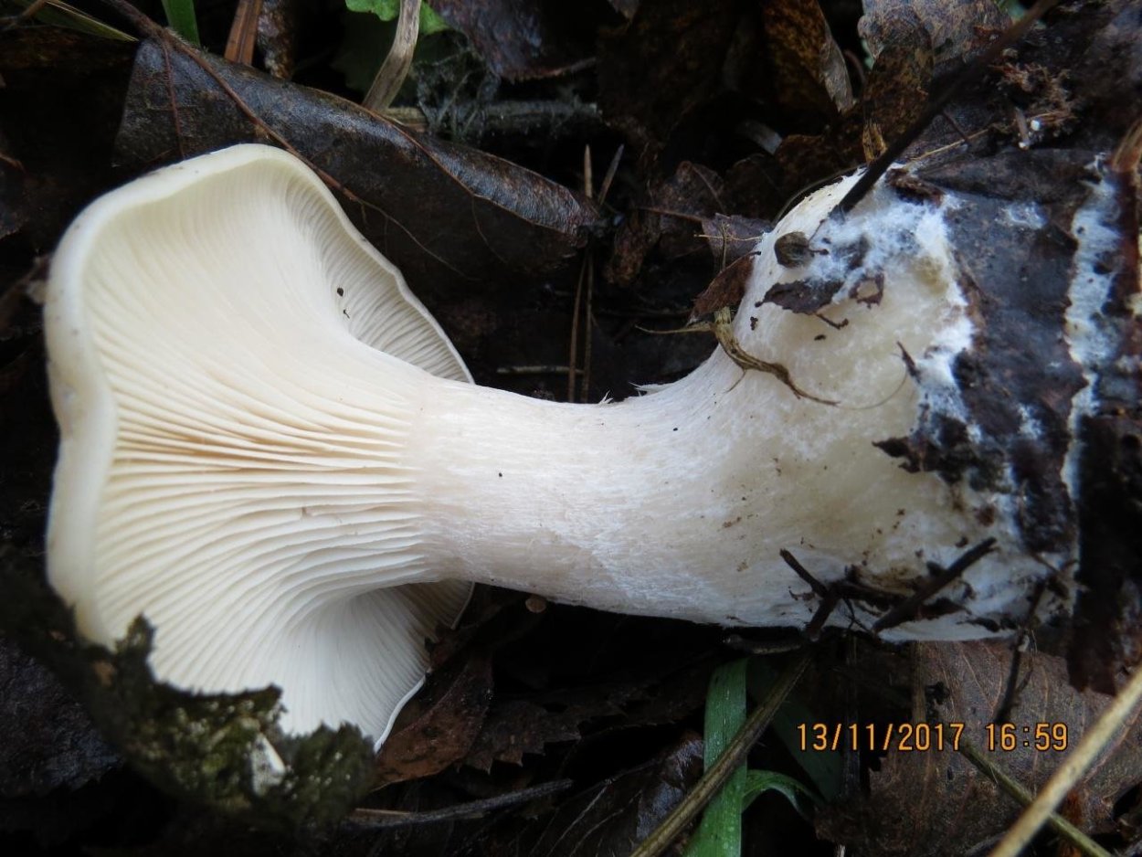 Говорушка дымчатая форма белая (Clitocybe robusta)