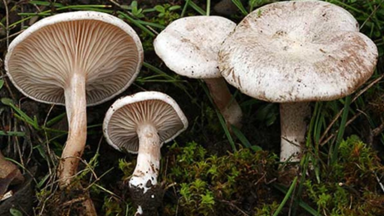Clitocybe cerussata