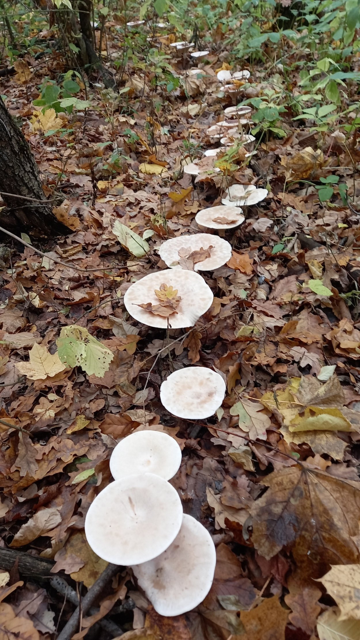 Круг из грибов в лесу