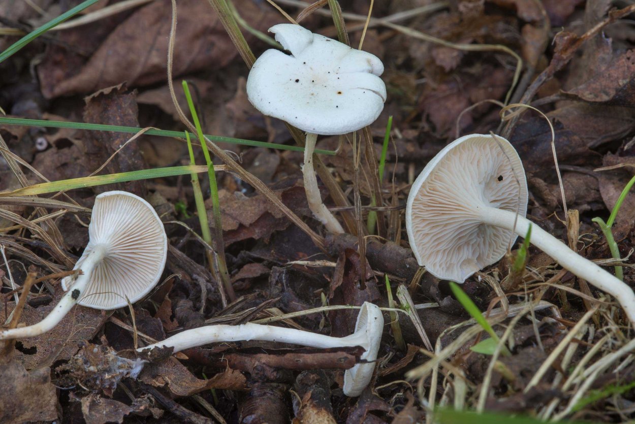 Говорушка беловатая (Clitocybe dealbata)